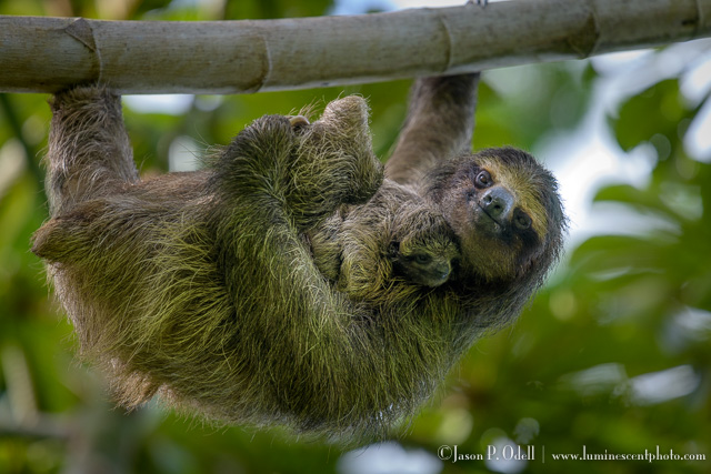 sloth with baby
