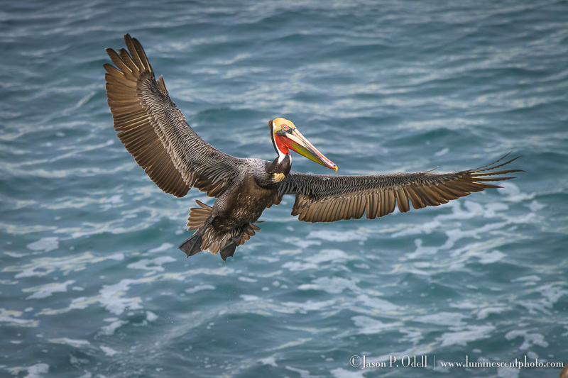 brown pelican by Jason Odell 
