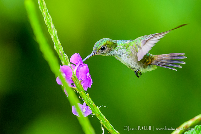 hummingbird in Panama