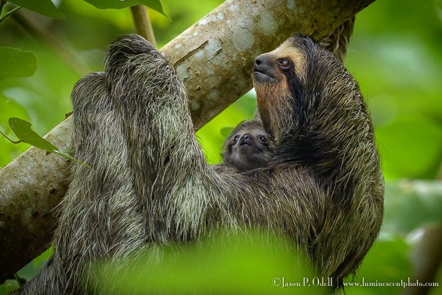 3-toed sloth